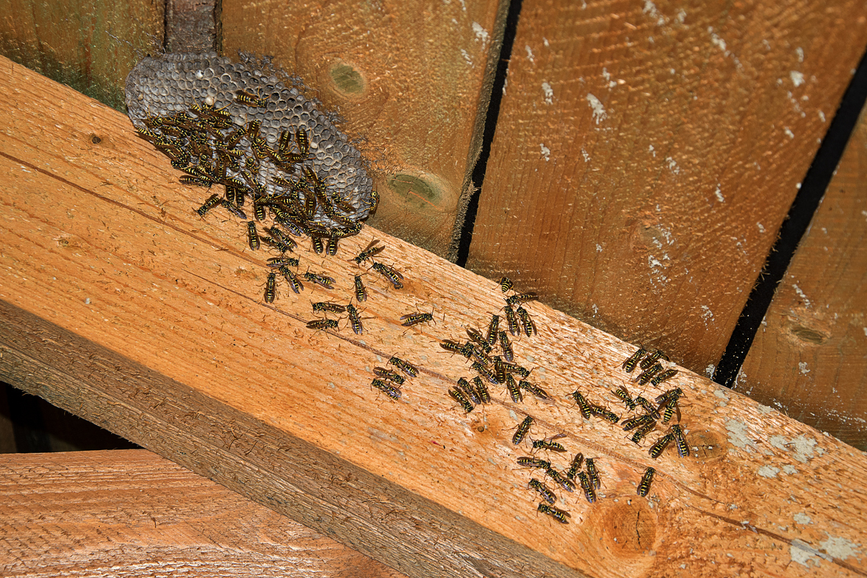 wildlife-in-attics